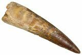 Fossil Spinosaurus Tooth - Real Dinosaur Tooth #381008-1